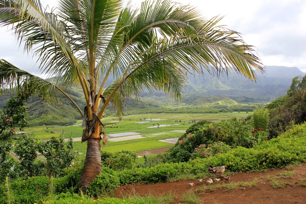 Kuhio Highway View